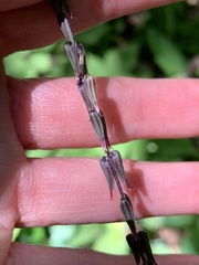Phryma