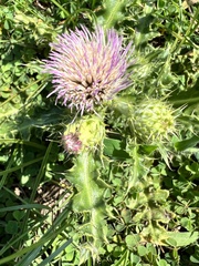Cirsium japonicum