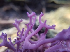 Ramariopsis pulchella