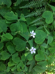 Oxalis linarantha
