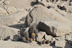 Loxanthocereus acanthurus