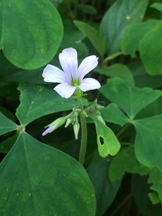 Oxalis linarantha