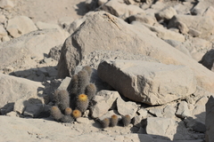 Loxanthocereus acanthurus