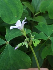 Oxalis linarantha