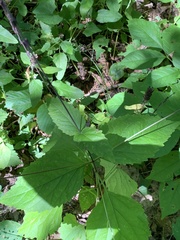 Phryma