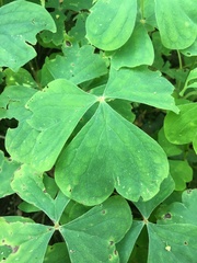 Oxalis linarantha