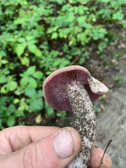 Laccaria ochropurpurea