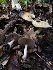 Stropharia aeruginosa