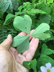 Oxalis linarantha