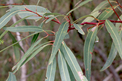Eucalyptus curtisii