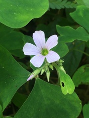 Oxalis linarantha