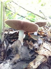 Stropharia aeruginosa