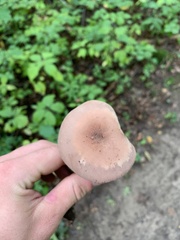 Laccaria ochropurpurea