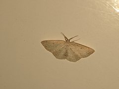 Cyclophora pendulinaria