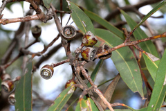 Eucalyptus curtisii