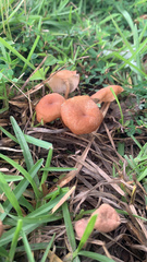 Paralepista flaccida