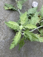 Salvia yangii