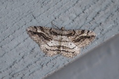 Neoalcis californiaria