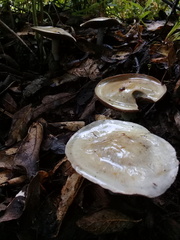 Stropharia aeruginosa