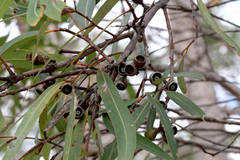 Eucalyptus curtisii
