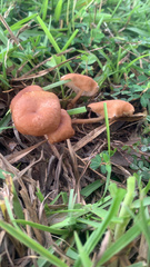 Paralepista flaccida