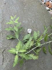 Salvia yangii