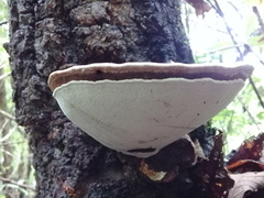 Trametes cubensis