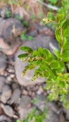 Chamaedaphne calyculata