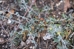 Ceanothus cordulatus