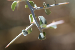 Ceanothus cordulatus