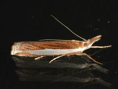Crambus leachellus