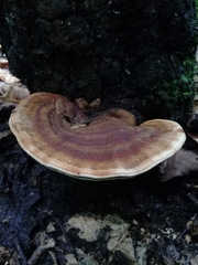 Trametes cubensis