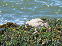 Larus californicus