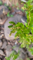 Chamaedaphne calyculata