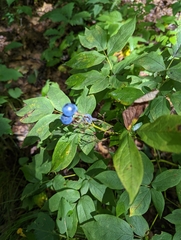 Caulophyllum thalictroides