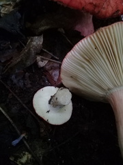Russula