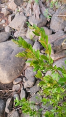 Chamaedaphne calyculata