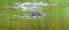 Alligator mississippiensis
