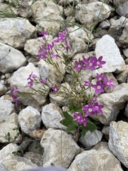 Zeltnera beyrichii