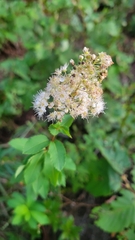 Spiraea alba