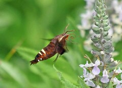 Amphion floridensis