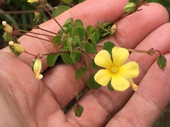 Oxalis