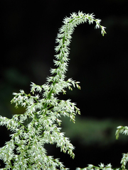 Stenanthium gramineum