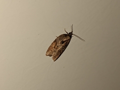Acleris celiana