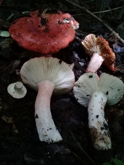 Russula