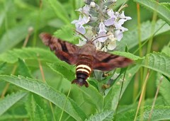 Amphion floridensis