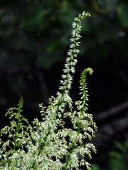 Stenanthium gramineum