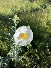 Argemone pleiacantha