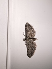 Eupithecia miserulata