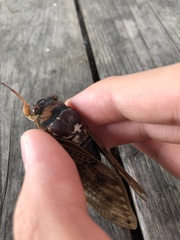 Graptopsaltria nigrofuscata